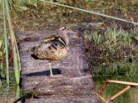 Greater Painted Snipe  Greater Painted Snipe - Frieda Prinsloo 2012